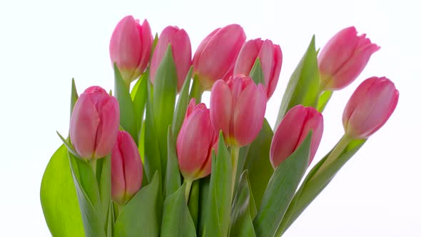 Bouquet of Pink Tulips on a White Background