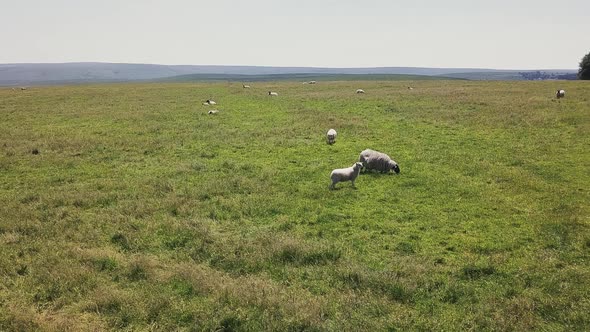 Low aerial flyover of sheep grazing in Dartmoor National Park, England.