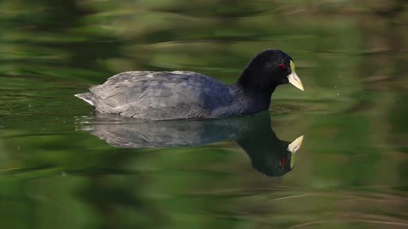 4K dark slaty plumage white-winged coot, fulica leucoptera paddling away in a swamp with gentle ripp