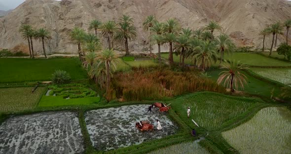 Farmers work on rice paddy fields with bulls by the mountains under the palm tree shadow