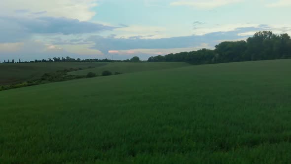 Agriculture Green Field