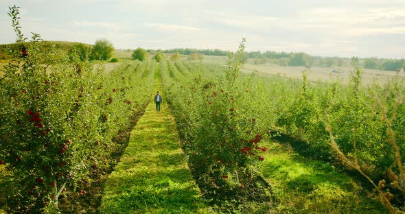 The Farmer Walks in the Middle of the Apple Orchard with Fresh and Ripe Apples