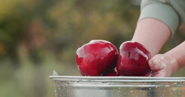 Woman Washes Juicy Red Apples Over a Bucket of Water