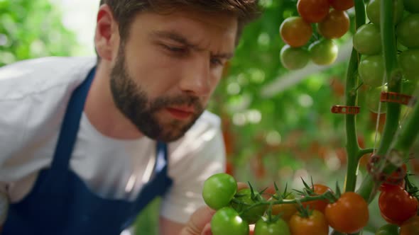 Man Farmer Inspecting Tomatoes Cultivation in Summer Green Farmland Portrait