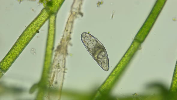 Insect Egg Chironomidae Under the Microscope