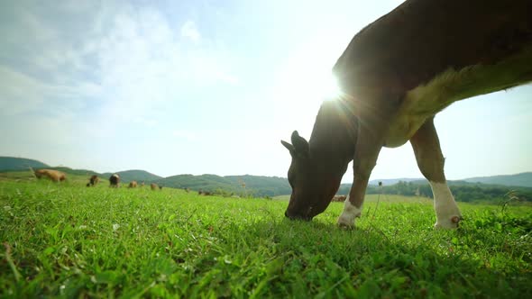 Closeup of a Dairy Cow Eating Grass in a Meadow in the Mountains