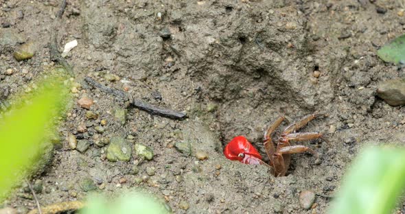 Close up Fiddler crab