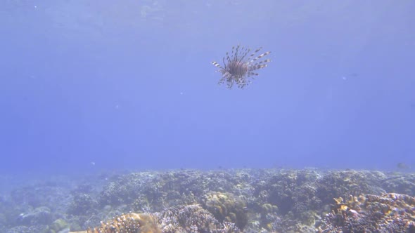 a lonely lion fish is swimming in water, sun is shining down on it.