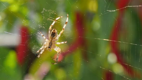 Spiderweb  and green shallow DOF natural background 4K 2160p 30fps UltraHD video - Cobweb and spider