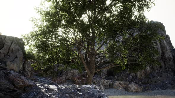 Green Tropical Tree Growing Lonely on a Greek Stone Cliff By the Sea