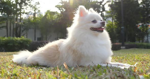 Pomeranian dog at outdoor park