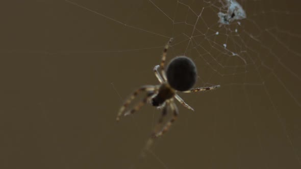 Spider Weaves a Web