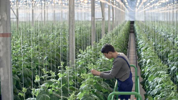 Worker in Overalls Inspecting Plants