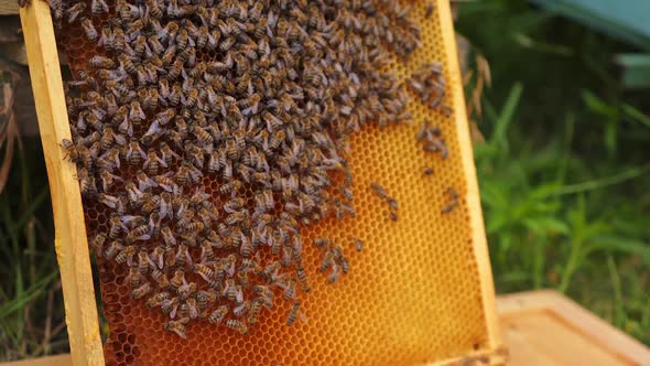 Working bees on honeycomb. Frames of a bee hive. Apiculture