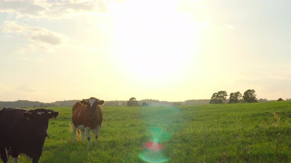 Curious cows in a meadow