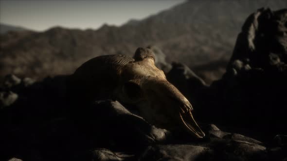 European Mouflon Ram Skull in Natural Conditions in Rocky Mountains alt