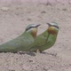 Pair of Green Bee-Eaters - VideoHive Item for Sale