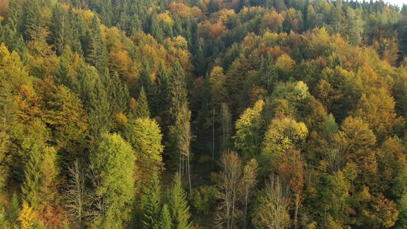 Flying over autumn landscape at sunrise