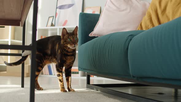 Bengal Cat Standing Near Sofa in Living Room