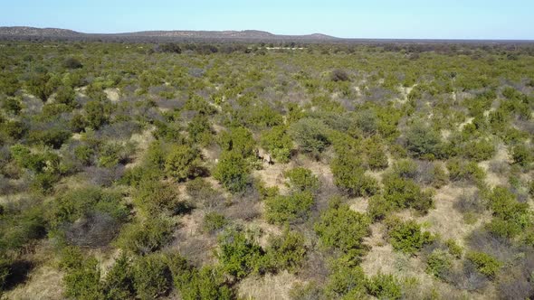 Aerial view of green tree filled landscape in Botswana with eeland and zebra