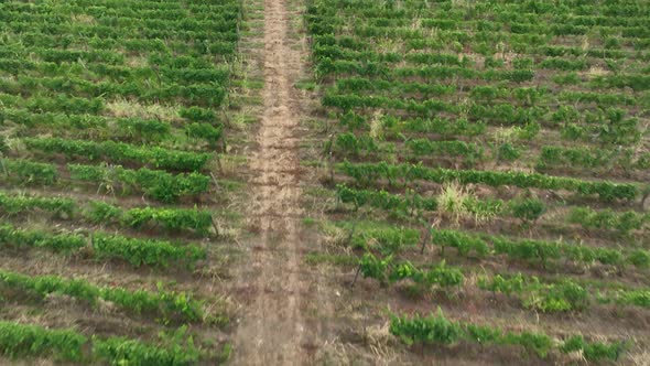 Aerial flight over beautiful vineyard landscape in Napareuli, Georgia