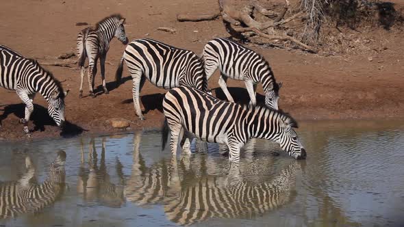 Plains Zebras Drinking Water
