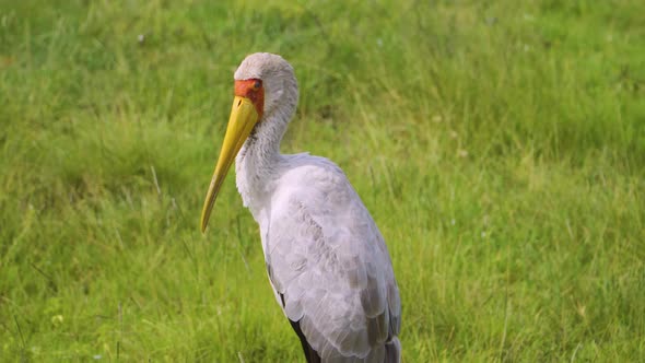 A big bird sits in the green grass and looks around on an African safari in the hot savanna