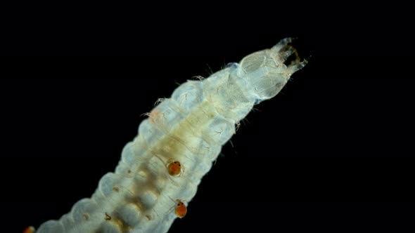 Larva Mite Hydrachnidia and Hydrophilidae Larva Under a Microscope