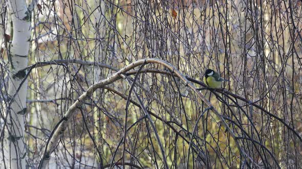 Tit On A Birch Branch In The Autumn Forest.