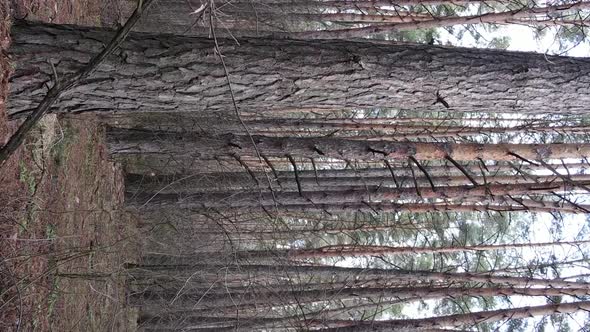 Vertical Video of Trees in a Pine Forest Slow Motion