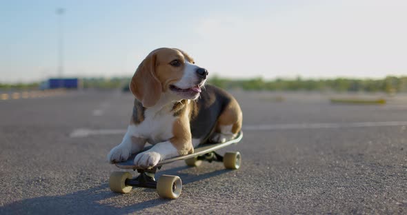 Beagle Dog Poses for the Camera on Skateboard