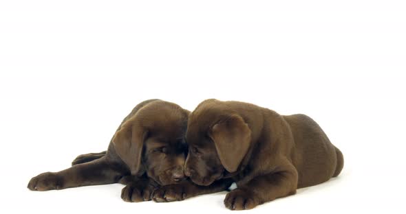 Brown Labrador Retriever, Puppies on White Background, Licking, Normandy, Slow Motion 4K