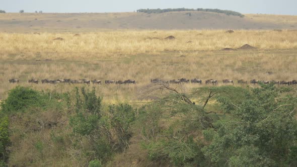 Herd of gnus walking on dry plains