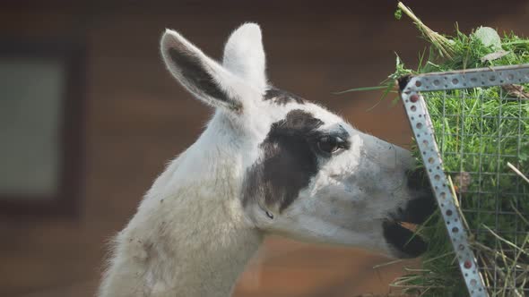 Llama Lama Glama Is Eating Fresh Grass and Straw From Feeder.