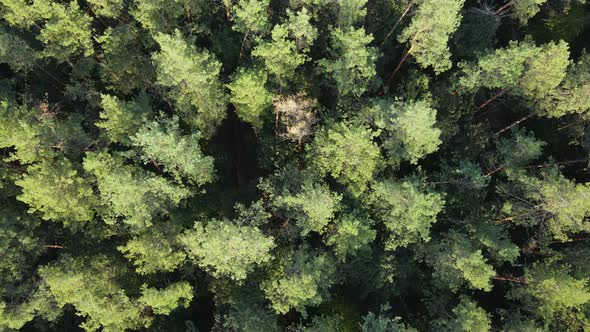 Aerial View of Trees in the Forest. Ukraine