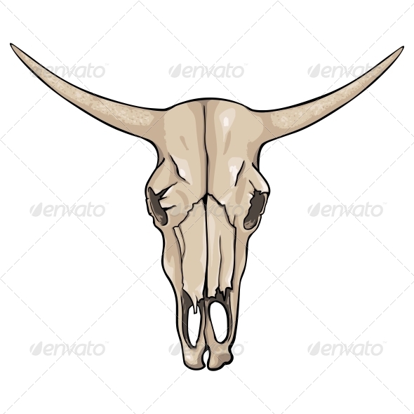 Old Cow Skull