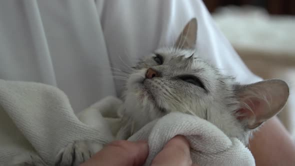Cute Kitten After Bath Is Covered With A White Towel Slow Motion