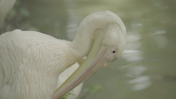 Pelican on the Lake. Close-up