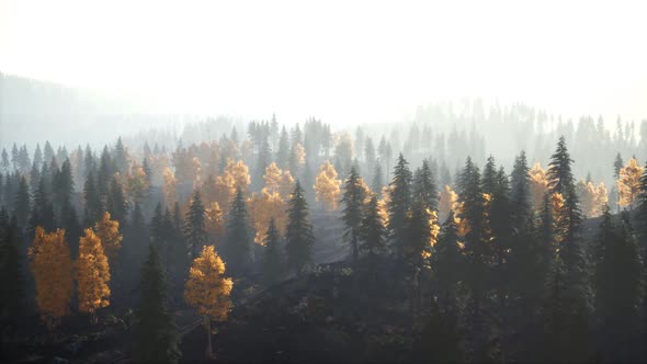 Sunlight in Spruce Forest in the Fog on the Background of Mountains at Sunset