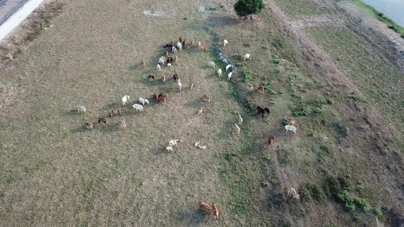 Cows grazing grass at field.