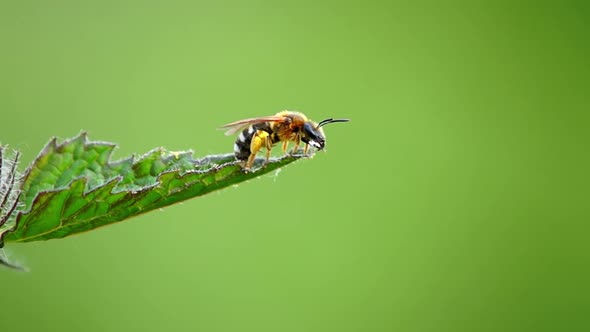 Bee Drinks Water Drop And Washes