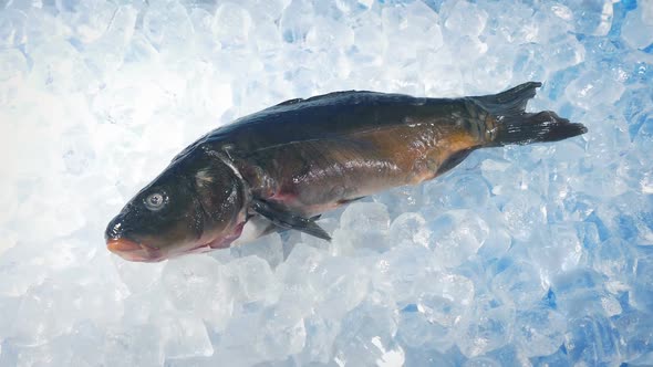 Large Fish On Ice Fresh Catch