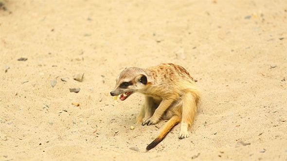 Meerkats