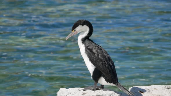 Pied shag stand on the rock at Kaikoura, South Island, New Zealand