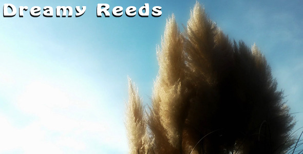 Dreamy Reeds