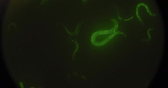 Highlighted Green Worms Under the Microscope, Moving in a Petri Dish, Macro Shot