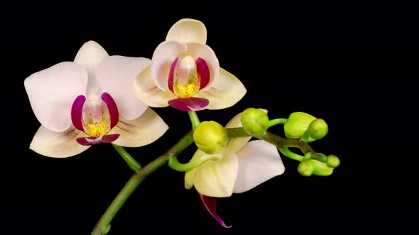 Blooming White Orchid Phalaenopsis Flower