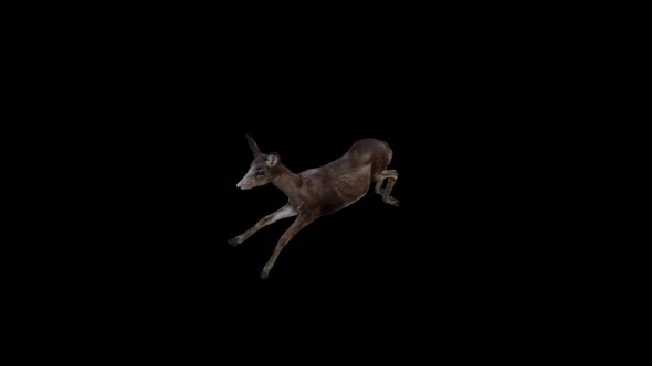 Black Deer Doe Fly Jump View From Top Angle Front