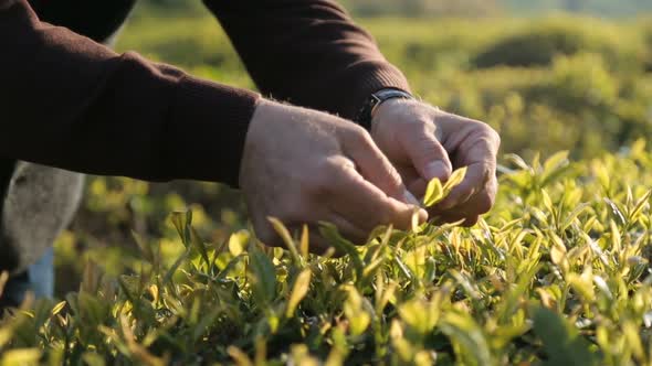 Elderly Woman Skillfully Tearing Off Top Leaves From Tea Plant, Low-Paid Job