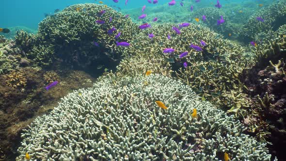 Coral Reef and Tropical Fish Underwater. Camiguin, Philippines